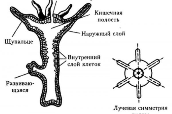 Сайт вместо гидры омг